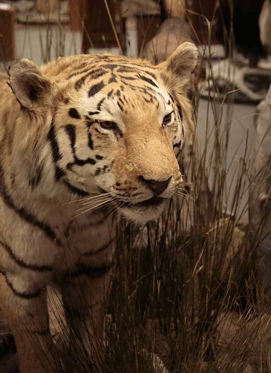 Wanamaker's Wild Animals of the World Exhibit