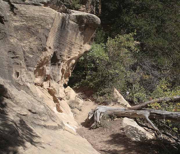 Petroglyph Trail