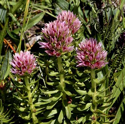 Boreas Pass