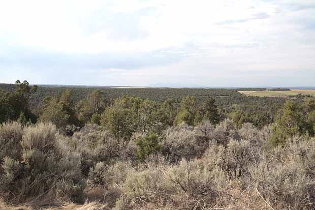 Lowery Ruins