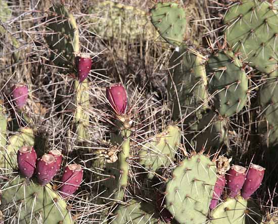 Devil's Kitchen Trail