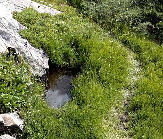 McCullough Gulch