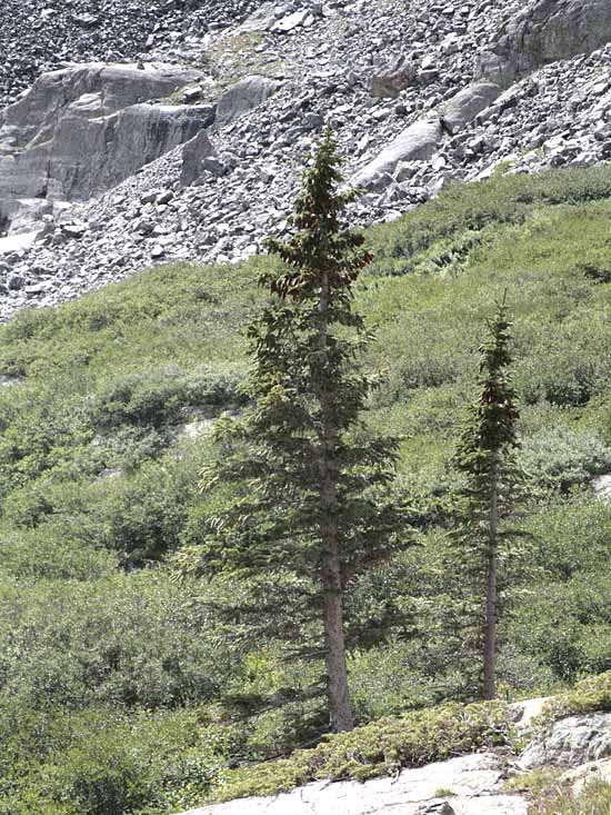 McCullough Gulch