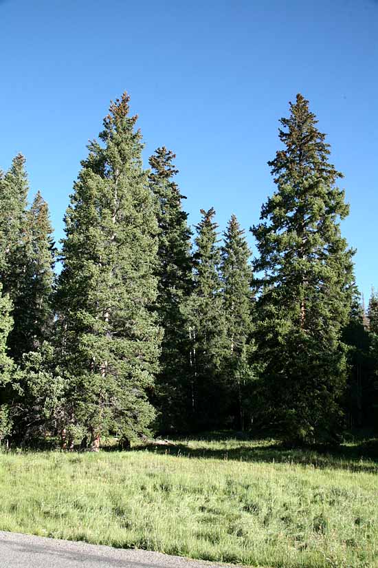 Grand Mesa