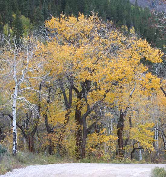 Lake Sylvan State Park