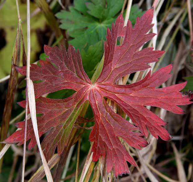 Lake Sylvan State Park - Fall colors & Textures