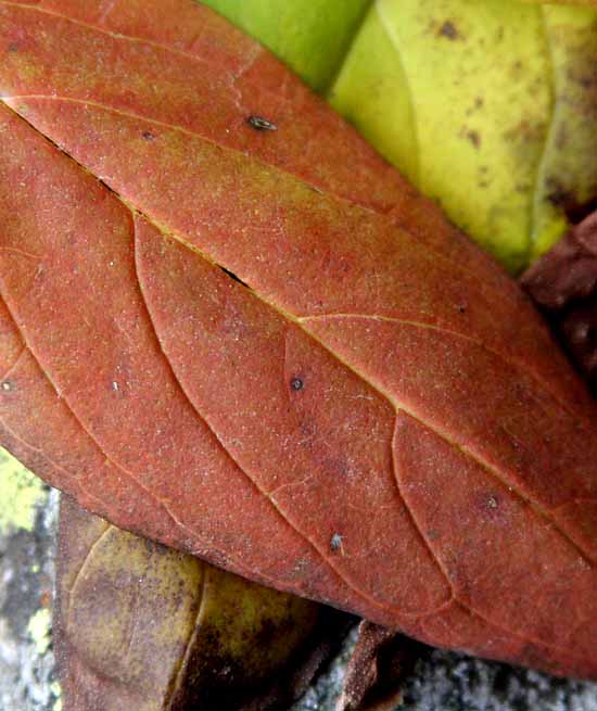 Lake Sylvan State Park - Fall colors & Textures