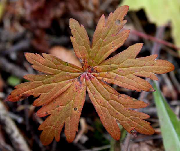 Lake Sylvan State Park - Fall colors & Textures