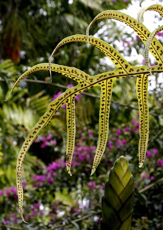 Nani Mau Gardens