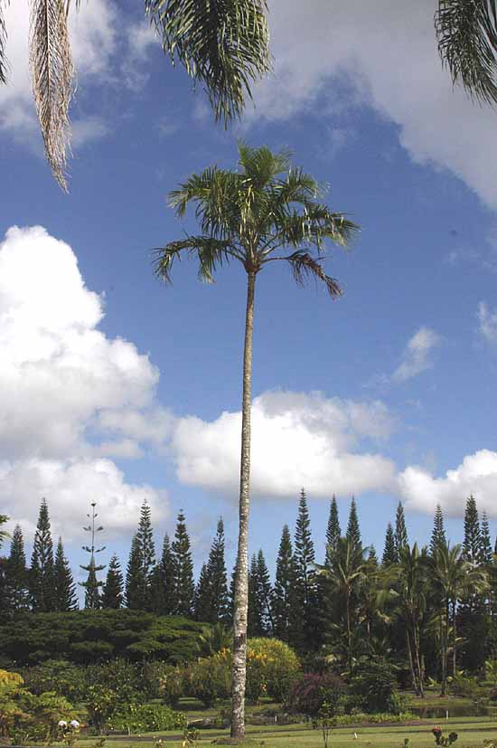 Nani Mau Gardens