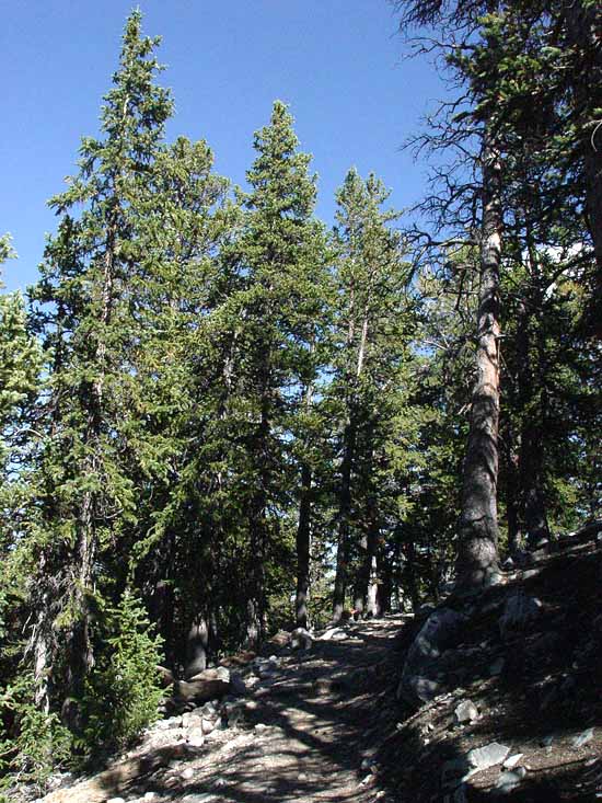 Great Basin National Park