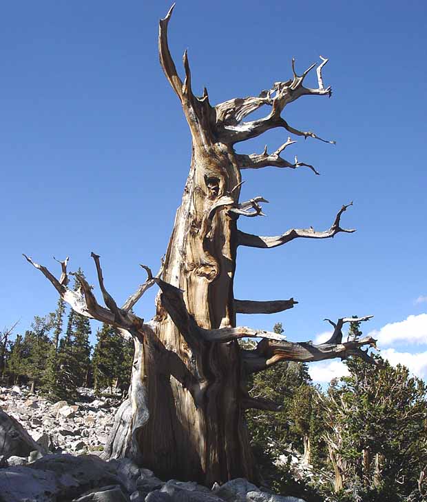 Great Basin National Park