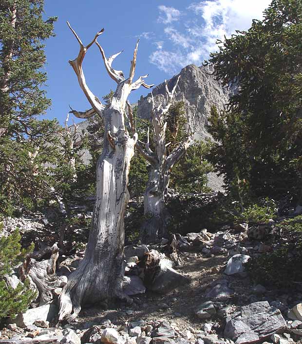 Great Basin National Park