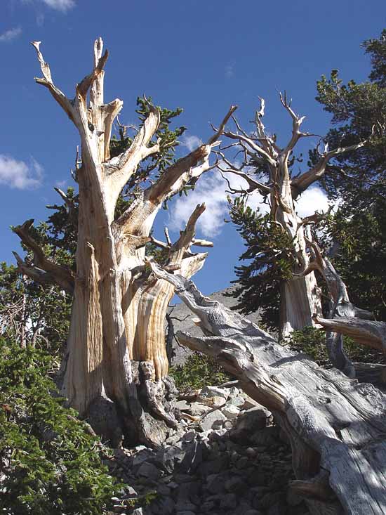 Great Basin National Park