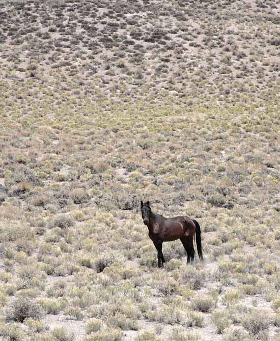 Highway 6 - Tonopah to Benton