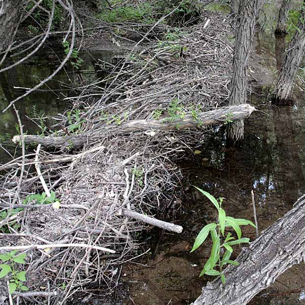 Beaver Dam State Park