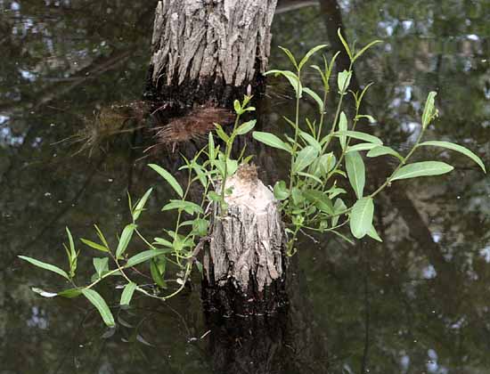 Beaver Dam State Park