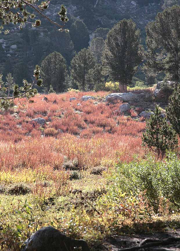 Ruby Mountains