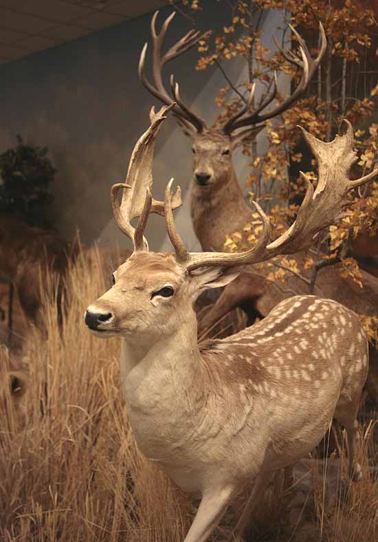 Wanamaker's Wild Animals of the World Exhibit