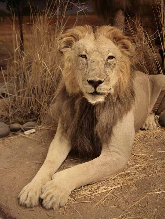 Wanamaker's Wild Animals of the World Exhibit