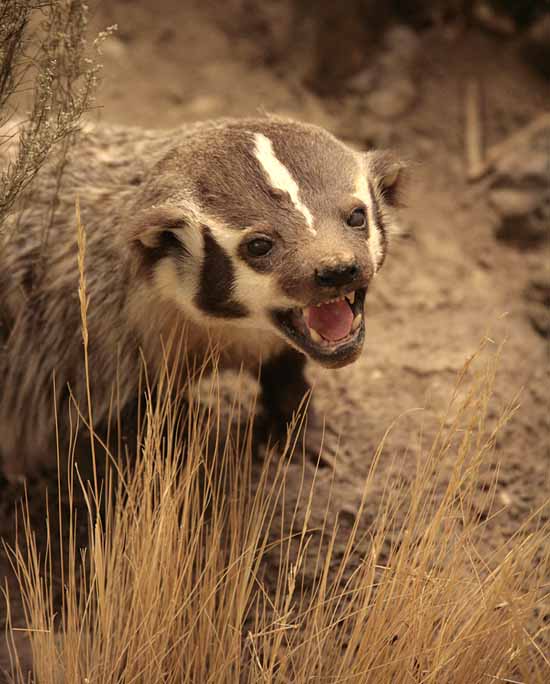 Wanamaker's Wild Animals of the World Exhibit