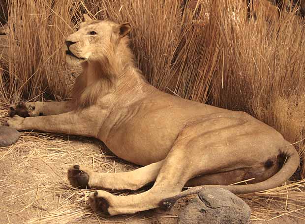 Wanamaker's Wild Animals of the World Exhibit