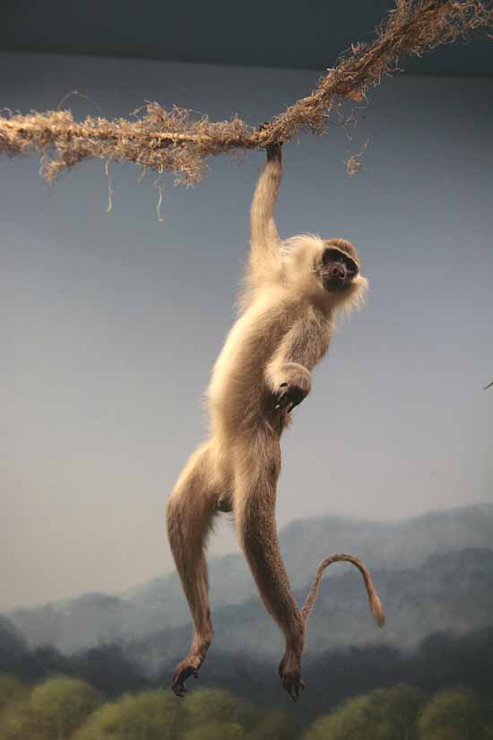 Wanamaker's Wild Animals of the World Exhibit