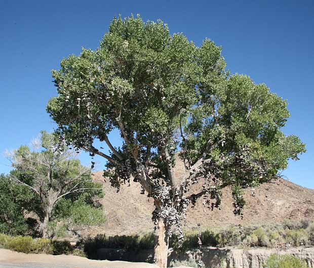 The Shoe Tree