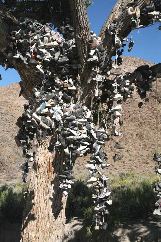 The Shoe Tree