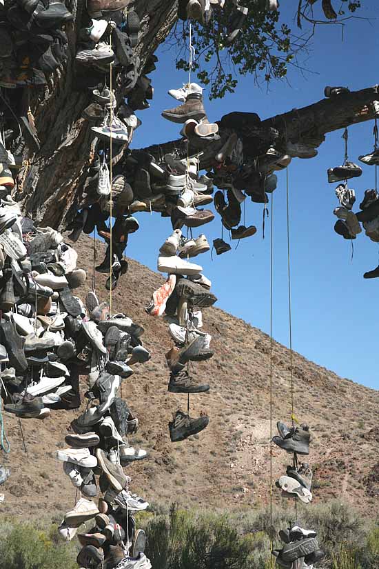 The Shoe Tree