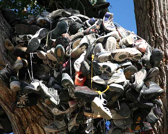 The Shoe Tree