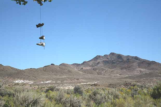 The Shoe Tree