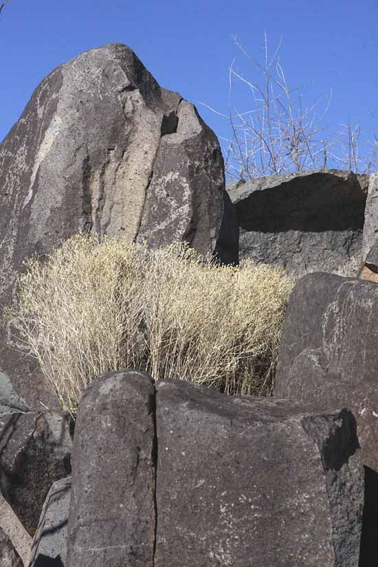 Three Rivers Petroglyph Site