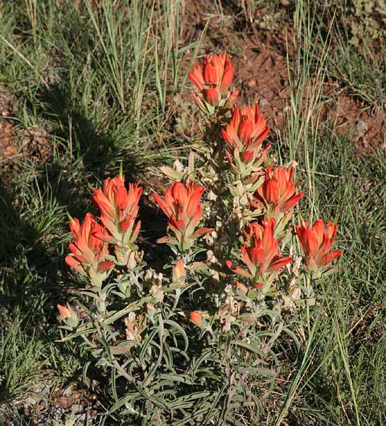 Pecos National Historical Park