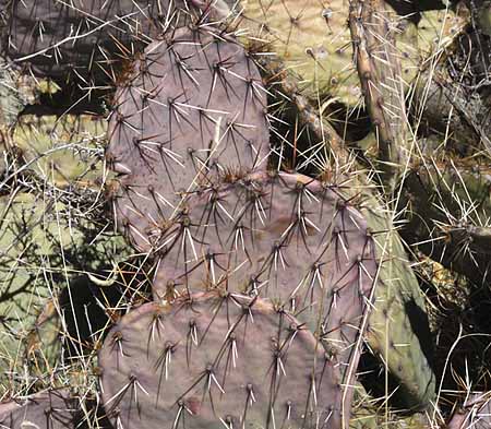 Valley of Fires Recreation Area