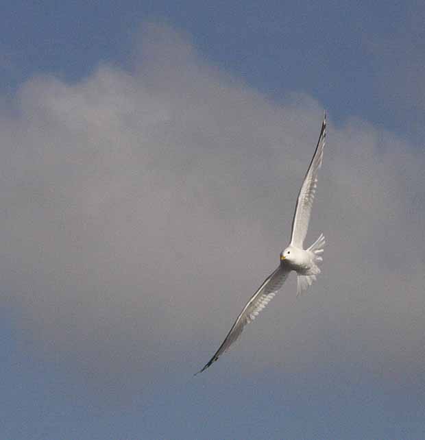 seagull