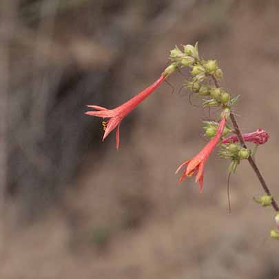 Calf Creek Trail9