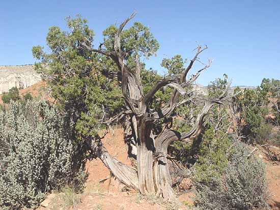 Kodachrome Canyon State Park