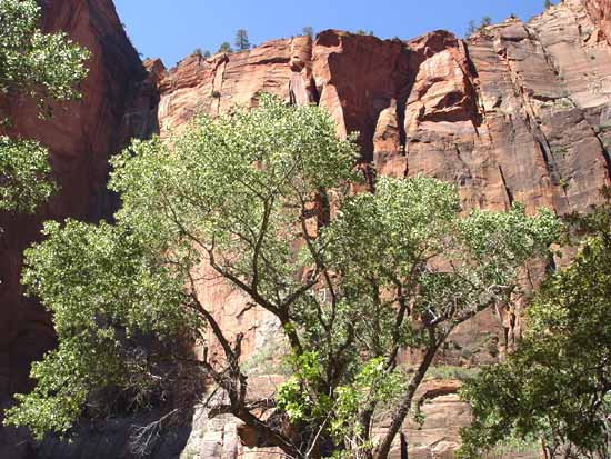 Zion National Park