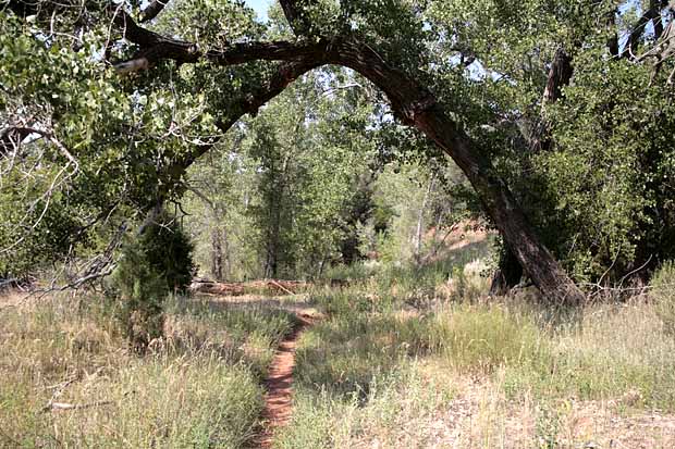 Kolob Arch