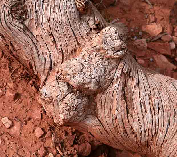 Upheaval Canyon Trail