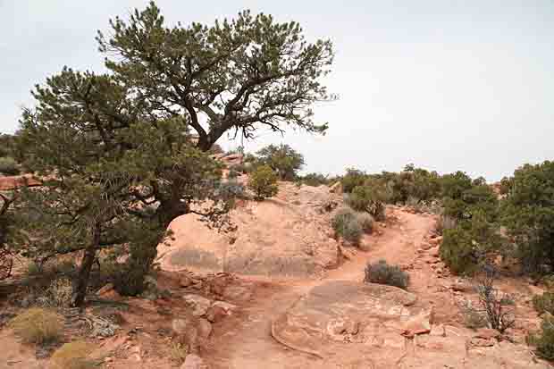 Upheaval Canyon Trail