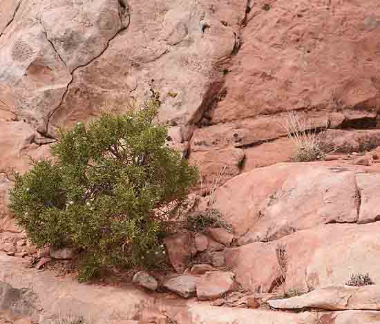 Upheaval Canyon Trail