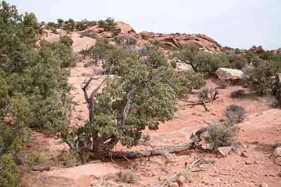 Upheaval Canyon Trail