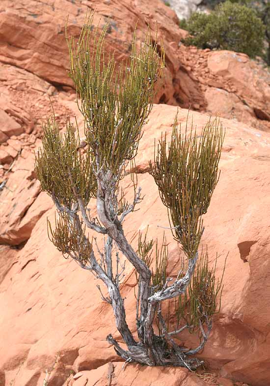 Upheaval Canyon Trail