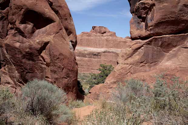 Pine Tree Arch