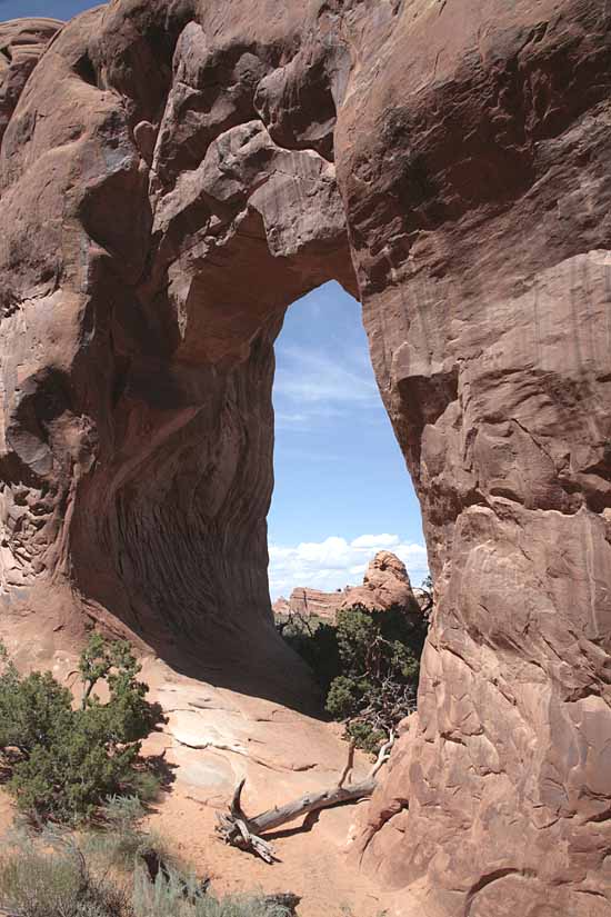 Pine Tree Arch