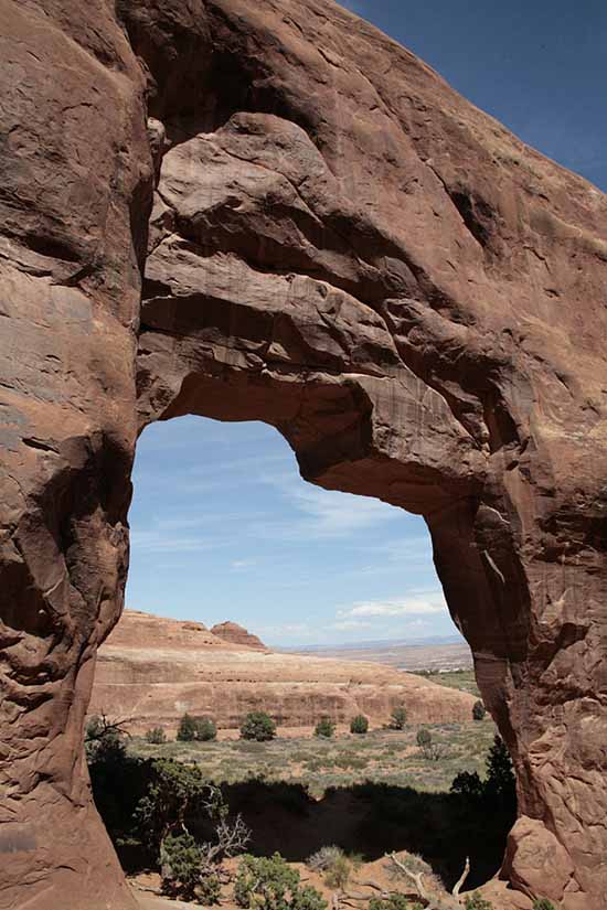 Pine Tree Arch