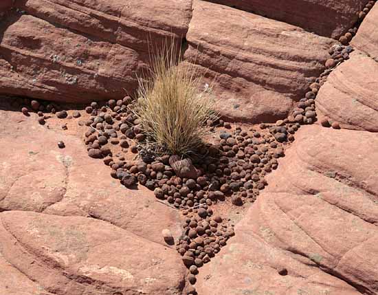 Petrified Dunes