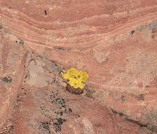 Petrified Dunes